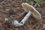 Amanita canescens image