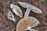 Amanita canescens image