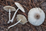 Leucocoprinus longistriatus image
