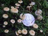 Xeromphalina kauffmanii image