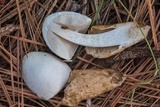 Volvariella bombycina image