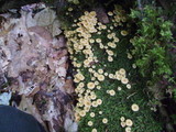 Xeromphalina kauffmanii image