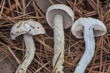 Austroboletus subflavidus image