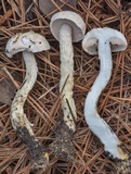 Austroboletus subflavidus image