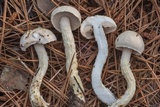 Austroboletus subflavidus image