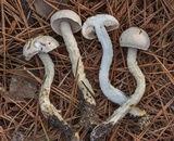 Austroboletus subflavidus image