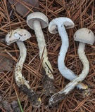 Austroboletus subflavidus image