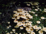 Xeromphalina kauffmanii image