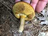 Xanthoconium affine image