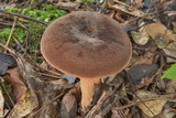 Lactifluus corrugis image