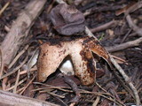 Geastrum quadrifidum image