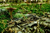 Lactarius camphoratus image