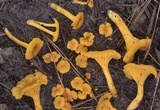 Cantharellus tabernensis image