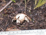 Geastrum quadrifidum image