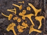 Cantharellus tabernensis image