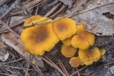 Cantharellus tabernensis image