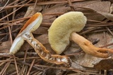 Gyroporus castaneus image