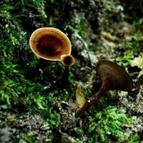 Coltricia cinnamomea image