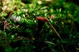 Coltricia cinnamomea image