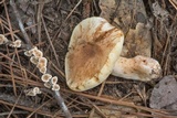 Gyroporus subalbellus image