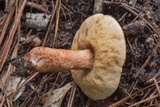 Gyroporus subalbellus image