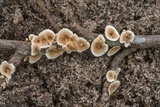 Stereum striatum image