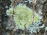 Lecanora symmicta image