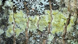 Lecanora symmicta image