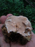 Rigidoporus lineatus image