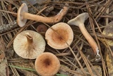 Lactarius tabidus image