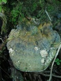 Rigidoporus lineatus image
