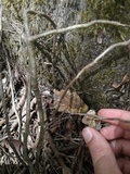 Rigidoporus lineatus image