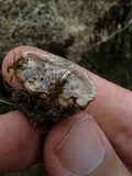 Rigidoporus lineatus image