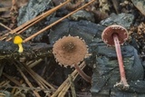Melanophyllum haematospermum image