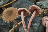 Melanophyllum haematospermum image
