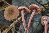Melanophyllum haematospermum image