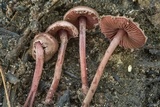 Melanophyllum haematospermum image