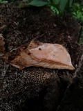 Rigidoporus lineatus image