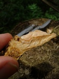 Rigidoporus lineatus image