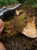 Rigidoporus lineatus image