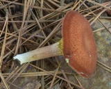 Phylloporus leucomycelinus image