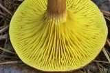 Phylloporus leucomycelinus image