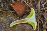 Phylloporus leucomycelinus image