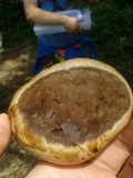 Ganoderma lobatum image
