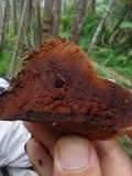 Ganoderma lobatum image