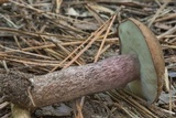 Tylopilus plumbeoviolaceus image