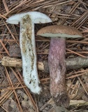 Tylopilus plumbeoviolaceus image