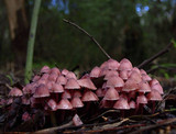 Mycena kuurkacea image