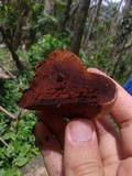 Ganoderma lobatum image