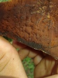Ganoderma lobatum image